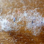 hausstaubmilben_was_hilft_wirklich CC (BY, SA) by rosmary via flickr.com